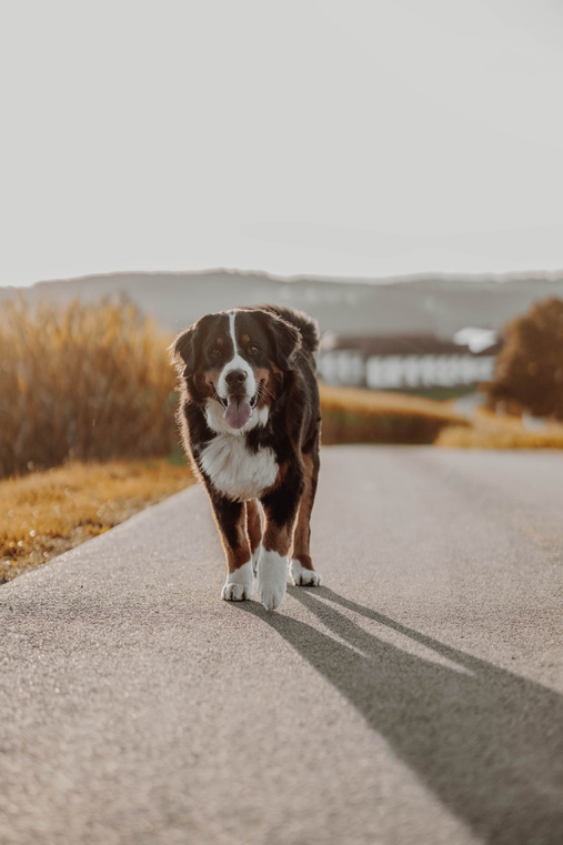Berner Sennenhund läuft eine Straße entlang