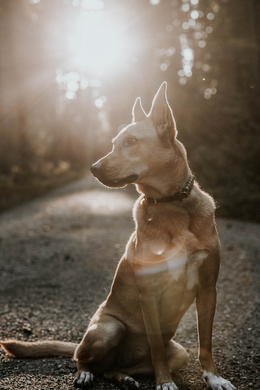 Hund im Gegenlicht auf einem Waldweg