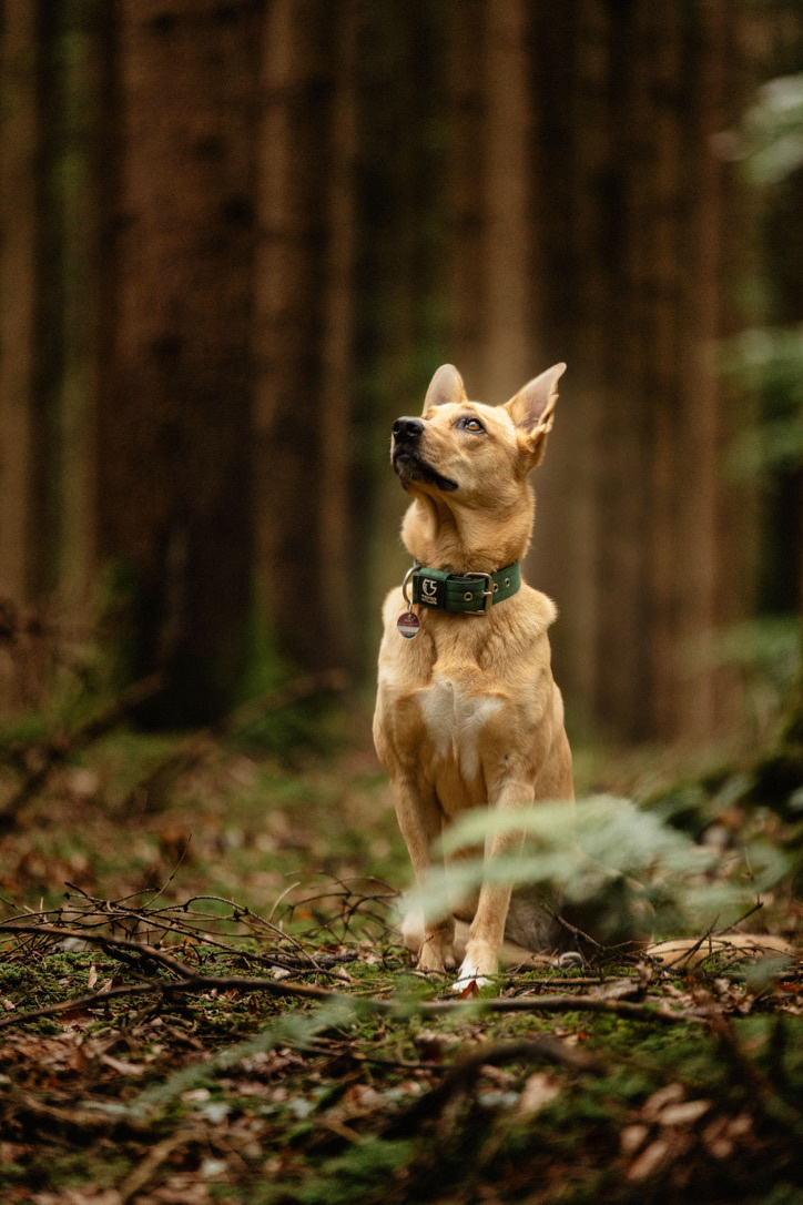 Hund sitzt im Wald und schaut nach oben